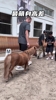 心心念念的马儿终于见到了！兄弟们猜猜约老师有没有挑一匹回家？